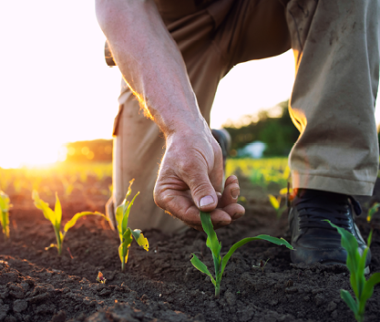 Cerfrance Mayenne - Sarthe, conseil en agronomie, À la recherche des meilleurs équilibres minéraux