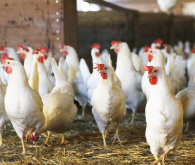 Cerfrance Mayenne - Sarthe, conseil en agriculture, Un dispositif d'aides pour indemniser les vides sanitaires prolongés chez les éleveurs avicoles
