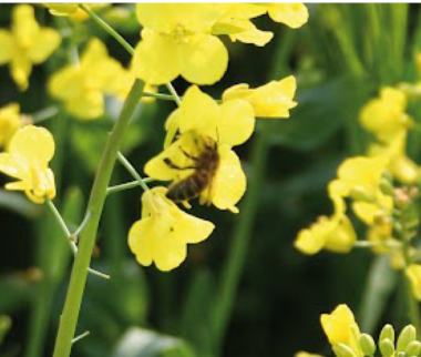 Fertilisation azotée des cultures : ne négligez pas les apports de Soufre !