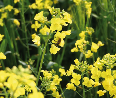 Cerfrance Mayenne - Sarthe, Conseils en agronomie, Fertilisation azotée des cultures : ne négligez pas les apports de Soufre !