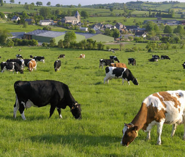 Cerfrance Mayenne - Sarthe, conseil en agriculture : découvrez l'article sur les aides 2023 PCAE Animal et PCAE Végétal