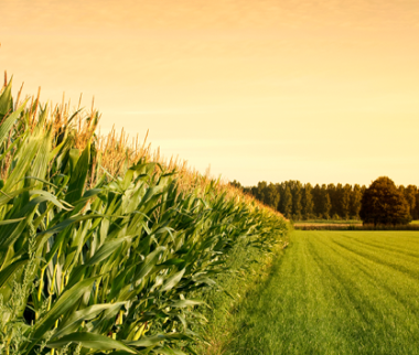 Cerfrance Mayenne-Sarthe, conseil en agronomie, comment apporter une bonne nutrition à votre maïs