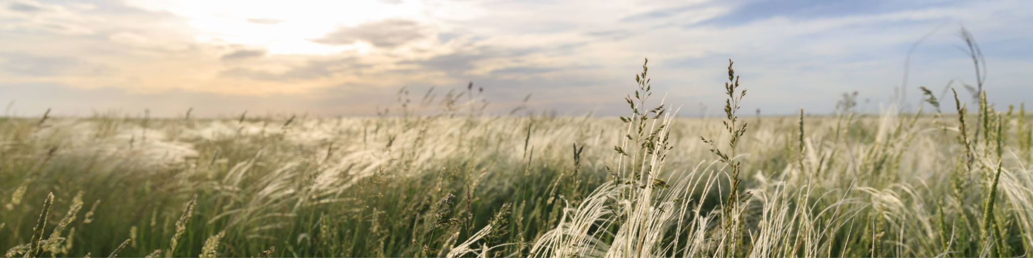 Prairies permanentes : la région Pays de la Loire passe en régime d’interdiction de conversion