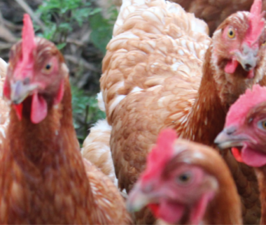 Influenza aviaire : dispositif d’aide pour les éleveurs