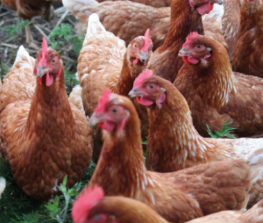 Cerfrance Mayenne-Sarthe, conseil en agriculture, influenza aviaire ouverture du dispositif d'aide 2022-2023