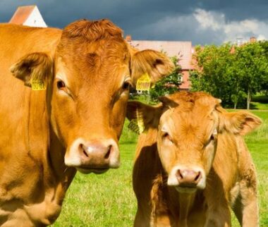 Cerfrance Mayenne - Sarthe, conseil en agriculture, immobilisation des vaches allaitantes