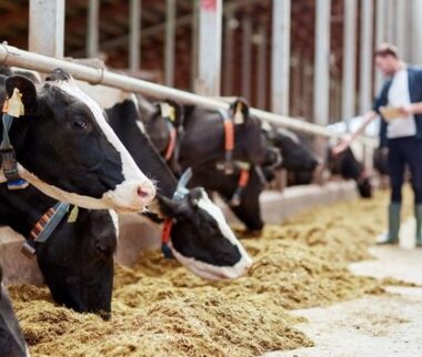 Cerfrance Mayenne - Sarthe, conseil en agriculture, immobilisation des vaches allaitantes